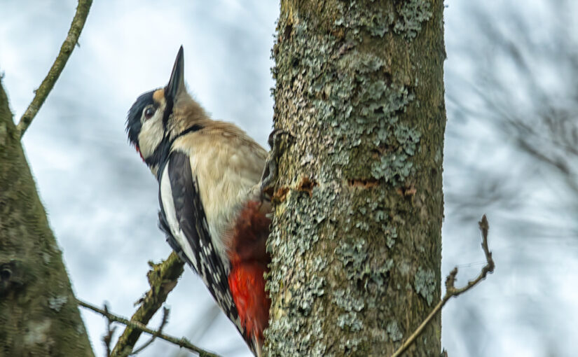 A woodpecker near my vacation house