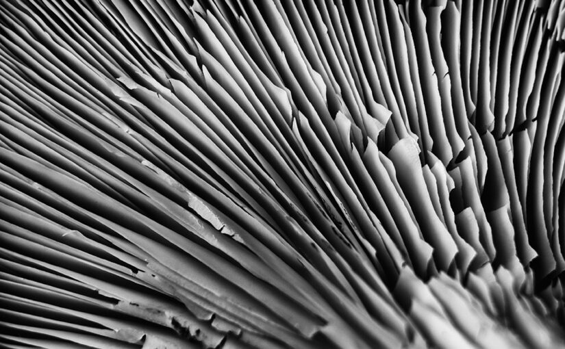Mar 30 – Fan shaped