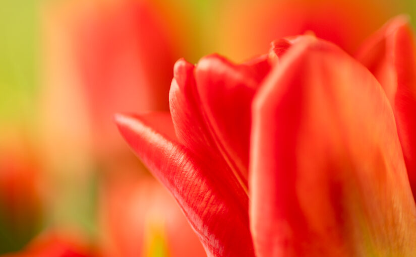 Fresh tulips in the house (and a spring feeling)