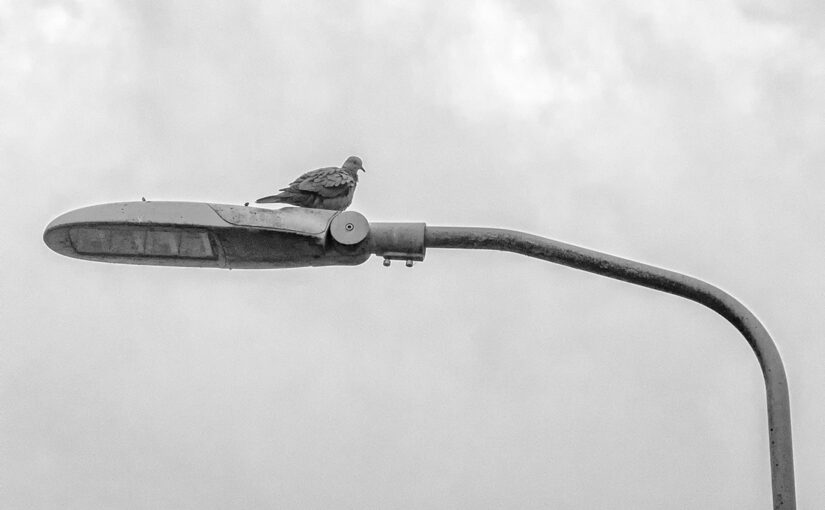 Apr 03 – On a pole