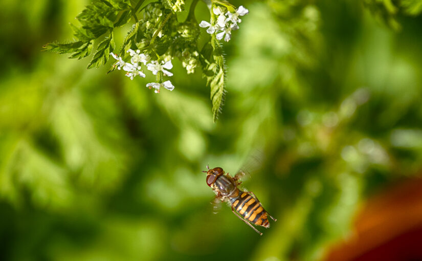 Apr 18 – Flying fly