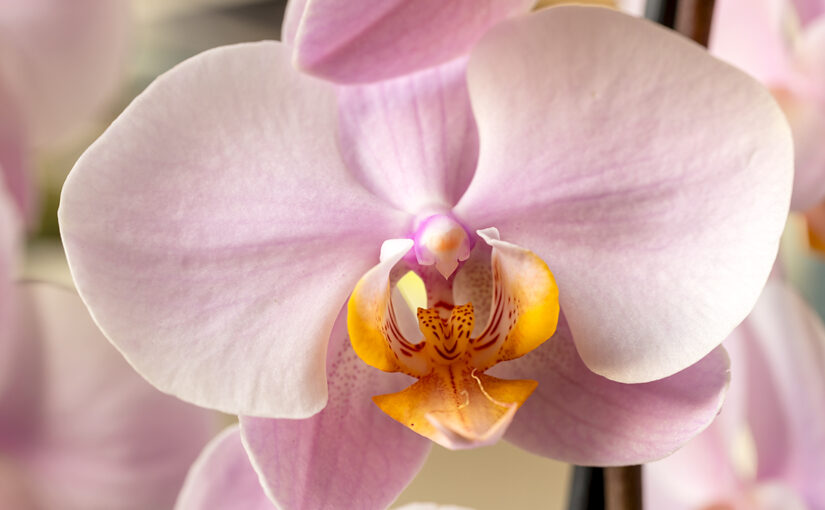 Apr 25 – Blooming