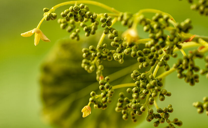 Apr 26 – Buds and flowers