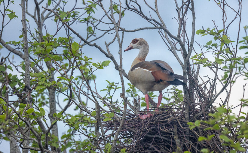 Apr 30 – Wrong nest