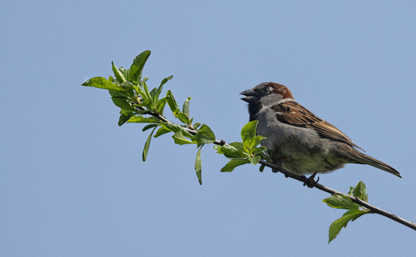 May 01 – On a branch
