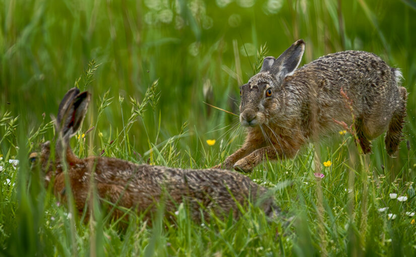 May 08 – Hares