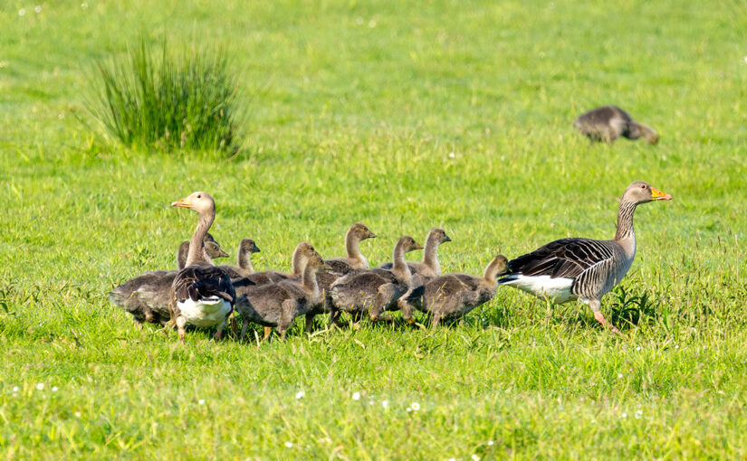 May 09 – Early morning walk