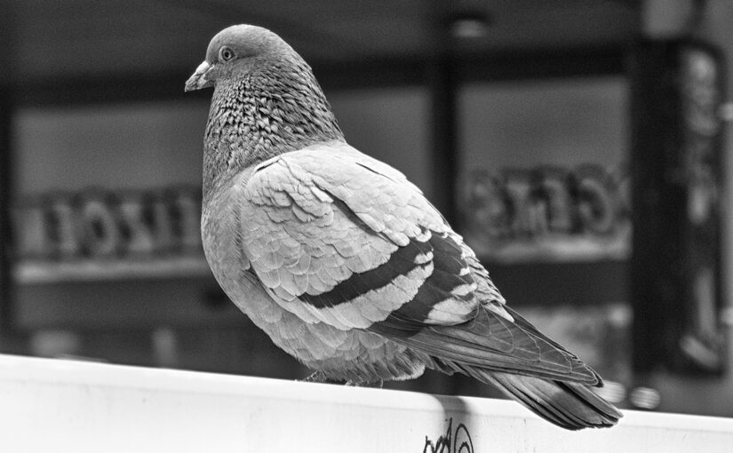 May 11 – Bird