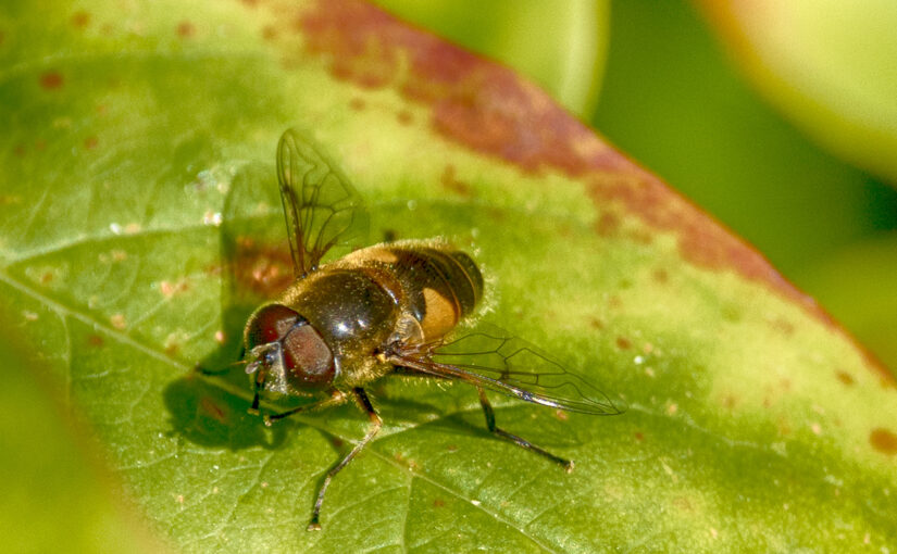May 12 – Fly