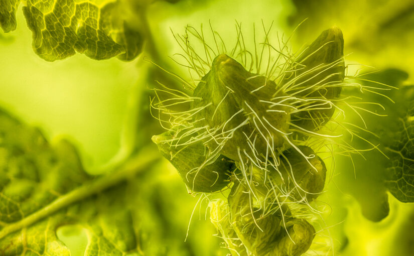 May 15 – Green