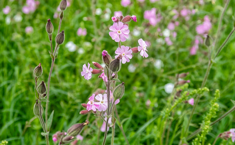 May 20 – Red campion