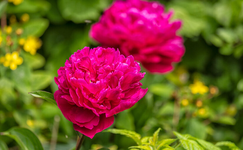 May 21 – Peonies