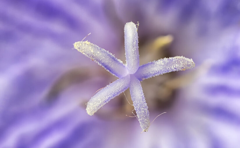 May 24 – Purple