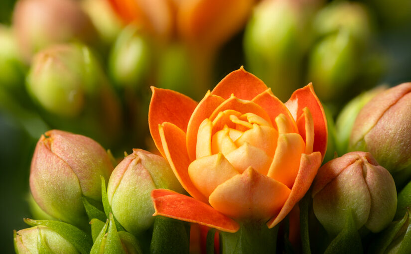 May 28 – The color orange