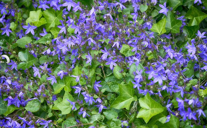 May 31 – Purple