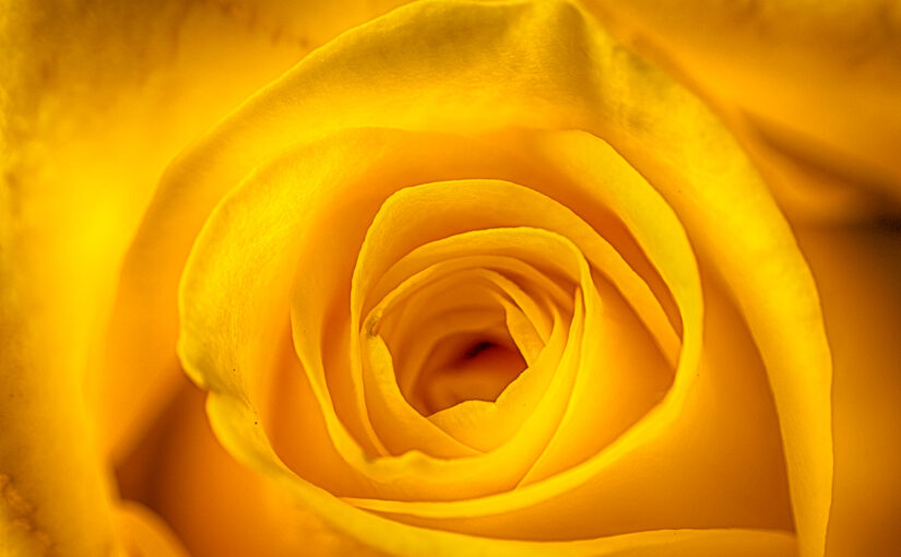One of the fresh roses in the house
