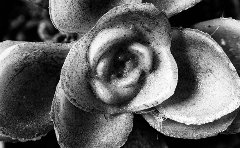 Jul 12 – Old plant
