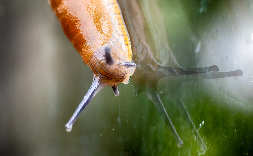 Jul 13 – Window cleaner