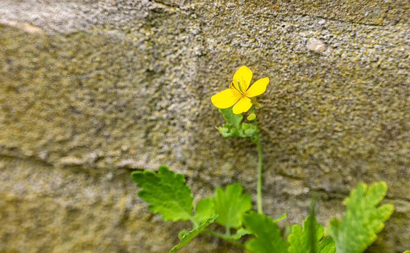 Jul 19 – Against a wall