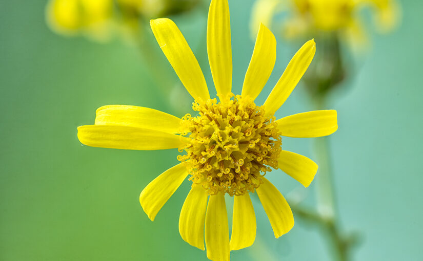 Jul 22 – Yellow