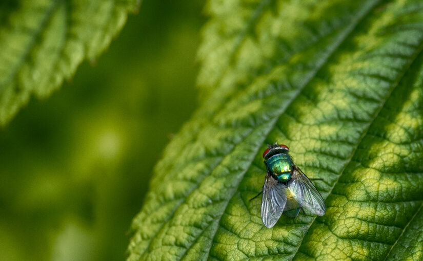 Jul 23 – Green on green