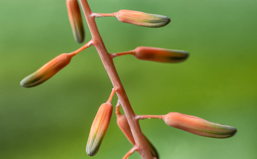 Aug 01 – Blooming