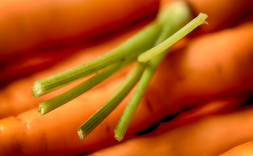 Aug 14 – Carrots