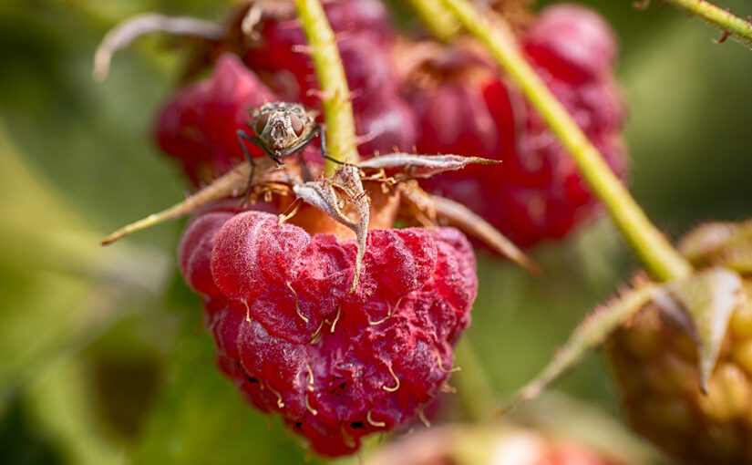Aug 19 – Overripe