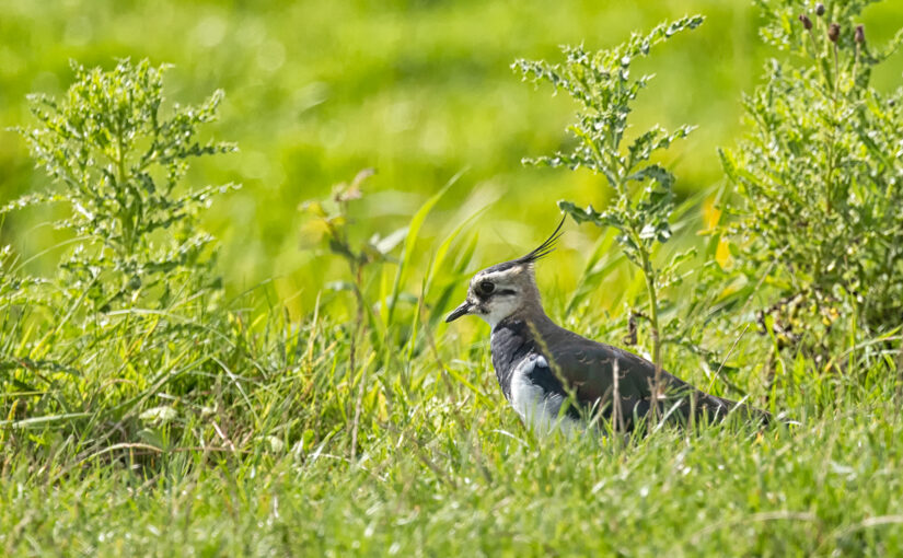 A northern lapwing in the field