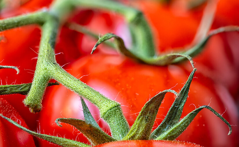 Aug 27 – Tomatoes