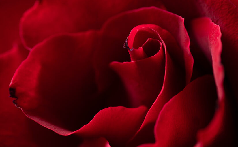 Oct 16 – Simply red