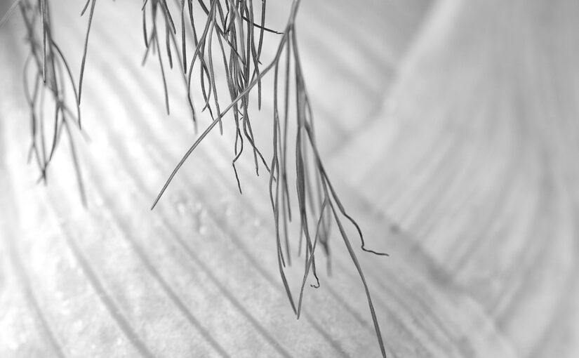 Oct 18 – Veggie