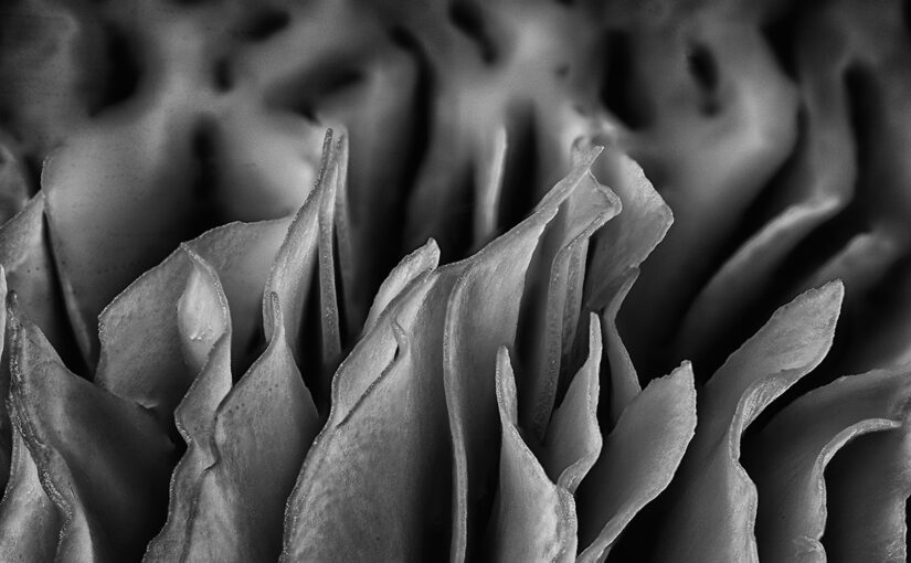 Oct 22 – Edible