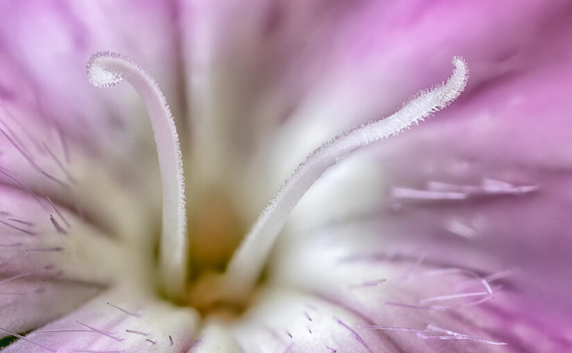 The center of a small flower
