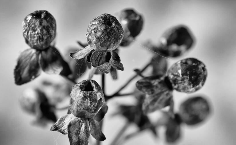 Oct 28 – Seeds?