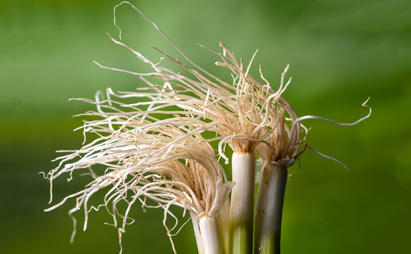 Nov 05 – Roots