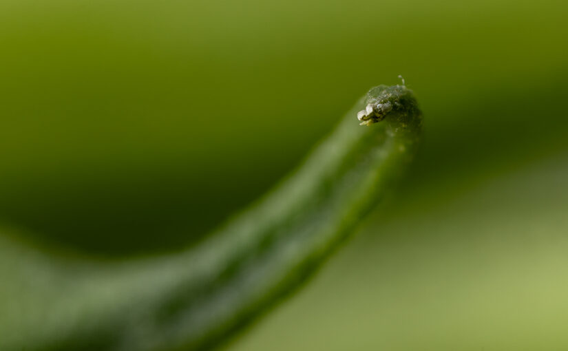 Nov 15 – Green
