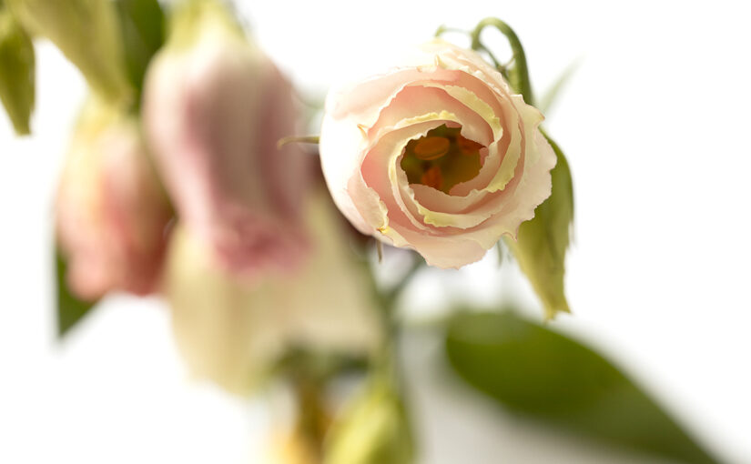 Nov 18 – Flower