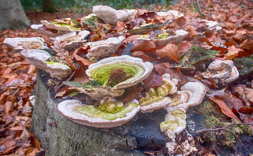 Nov 26 – Fungi