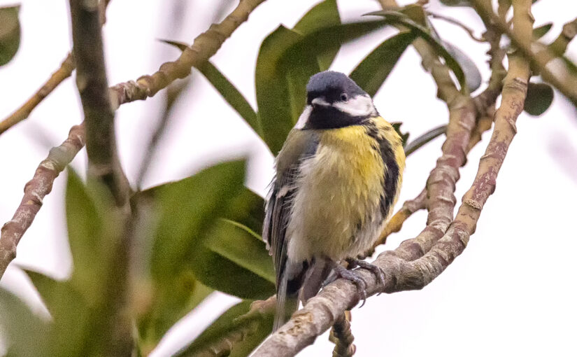 Dec 13 – Birdie