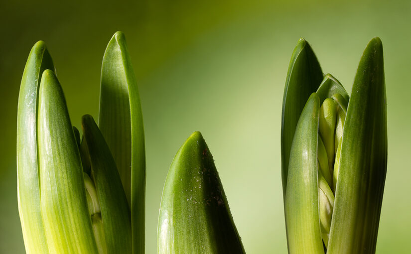 Dec 17 – Hyacinths