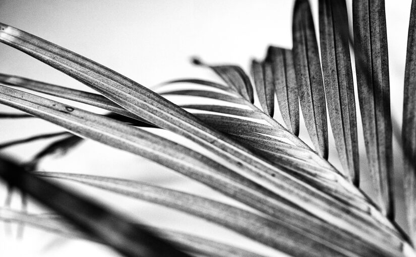 Jan 04 – Leaf