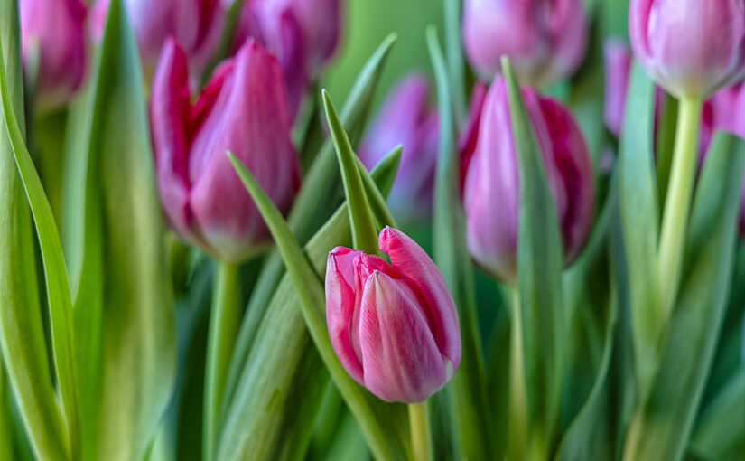 Jan 09 – Spring feeling