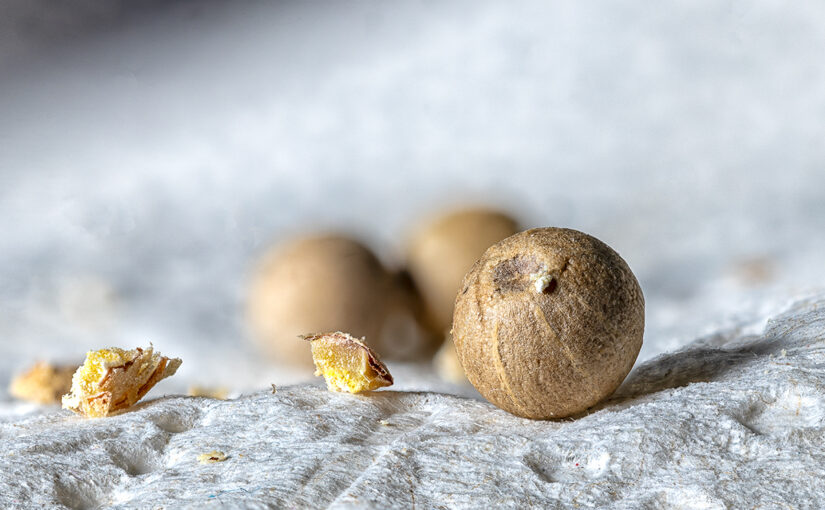 Jan 10 – It’s a white white pepper world