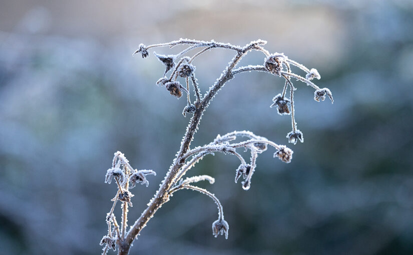 Jan 11 – Frozen