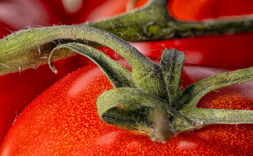 Tomatoes, always tasty in a salad