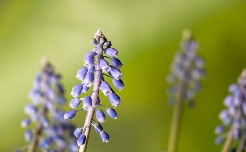 Jan 21 – Grape hyacinths