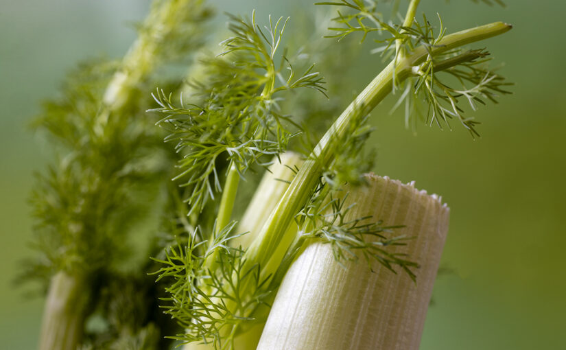Jan 31 – Green