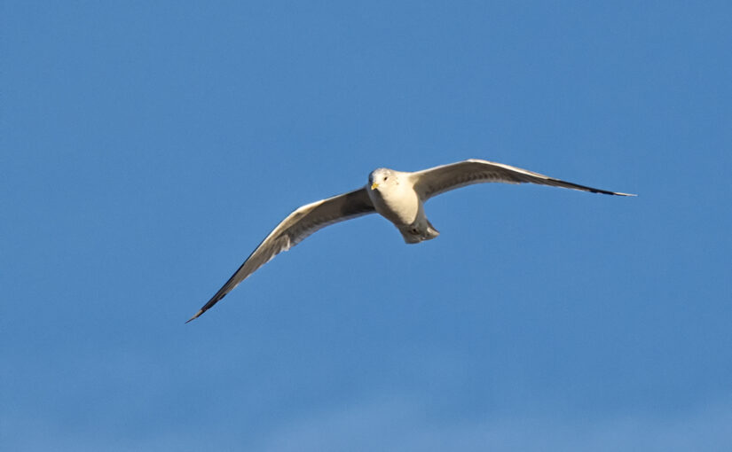 Mar 03 – High in the sky
