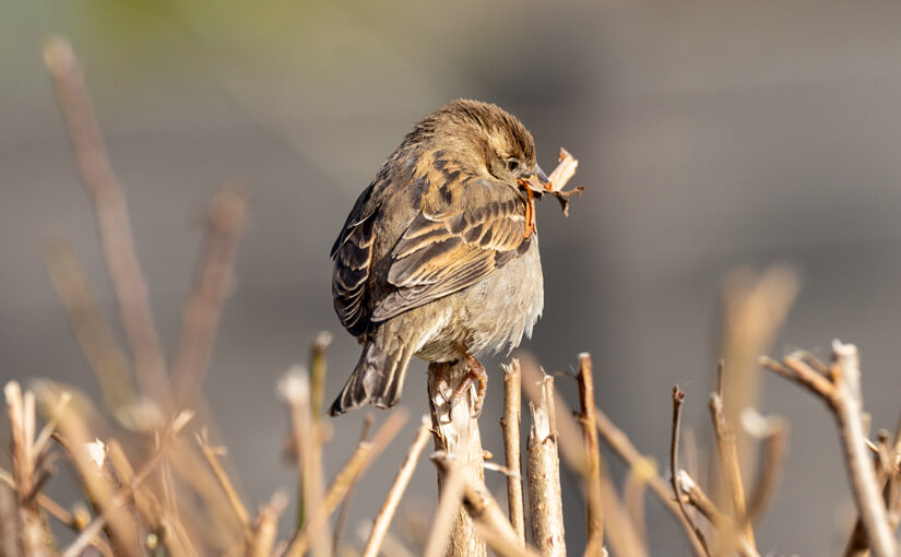 Mar 11 – Who will love a little sparrow?